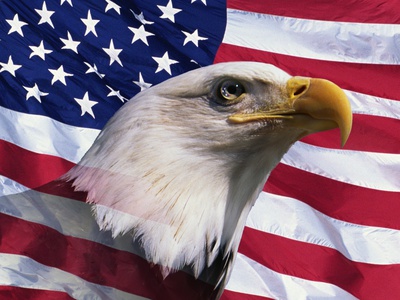 Bald Eagle and American Flag Poster