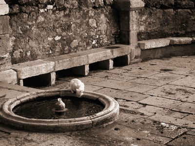 Cat Drinking From a Fountain
