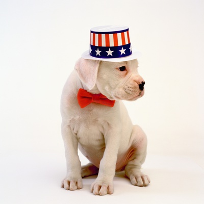 Boxer Puppy Wearing Patriotic Hat