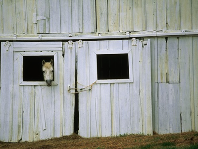 Horse Peering Through Barn Door