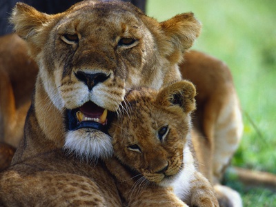 Lioness with Cub