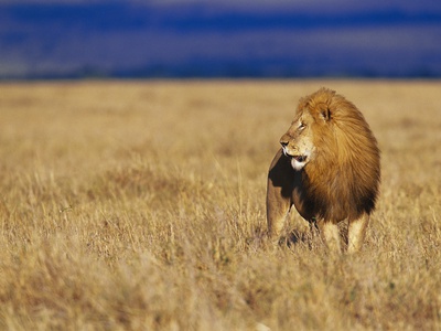 Buy Male African Lion on Savanna at AllPosters.com