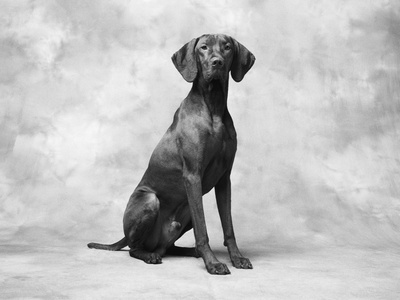 Sitting Dog