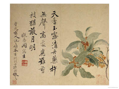 Cassia