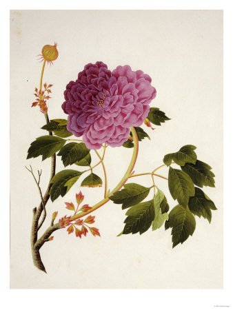 Double Pink Tree Peonies, Chinese Watercolour Drawing on Paper, circa 1800