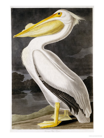 American White Pelican