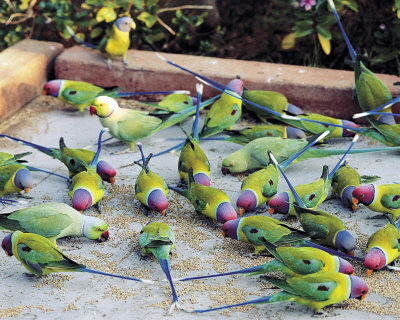 Buy Parrots of Rajasthan at AllPosters.com
