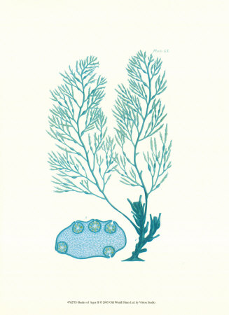 Shades of Aqua II
