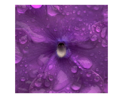 Purple Flower After a Rain