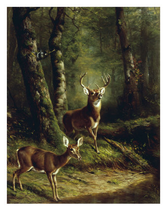 Buck and Doe in the Adirondacks Giclee Print