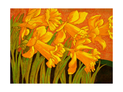 Big Daffodils