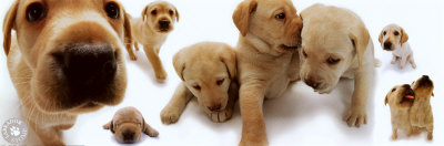 Labrador