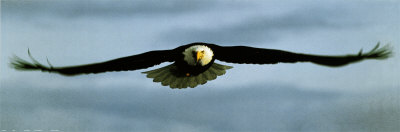 Eagle