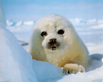 Seal Pup