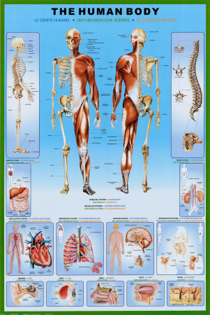 Human Body