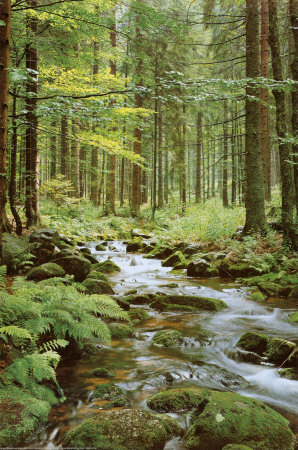 Forest Creek