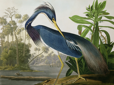 Buy Louisiana Heron from "Birds of America" at AllPosters.com