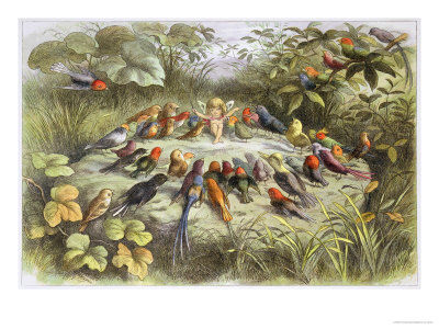 Rehearsal in Fairy Land, Illustration from "In Fairyland: a Series of Pictures from the Elf-World" Poster