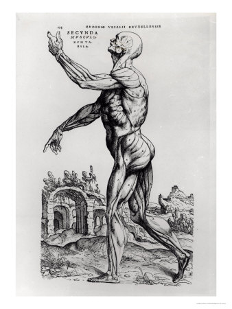 Musculature Structure of a Man