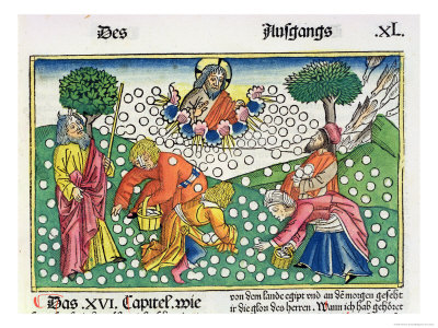 Facsimile Copy of Exodus 16 13-22 God Provides Quail and Manna to the Israelites Posters