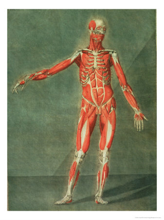 Superficial Muscular System of the Front of the Body