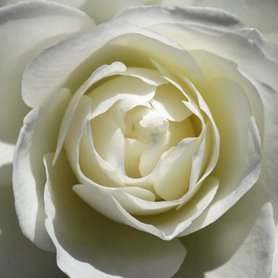 White Rose