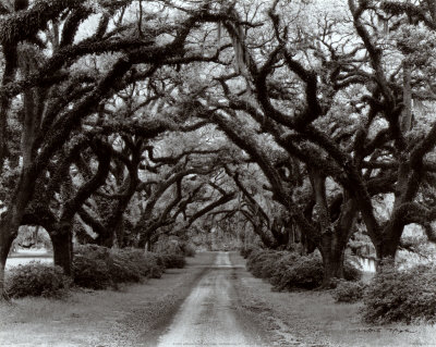 Path in the Oaks II, Louisiana