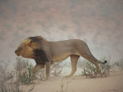 Buy A Lion Pushes on Through a Gritty Wind in the Nossob Riverbed at AllPosters.com
