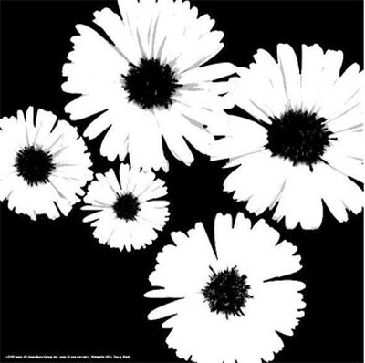 Black and White Asters II