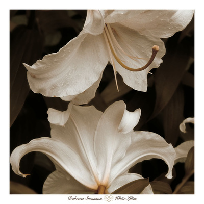 White Lilies