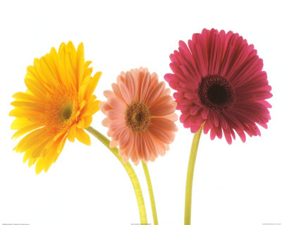 Three Gerberas