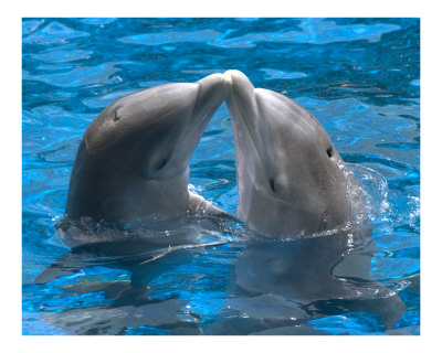 Dolphin kiss