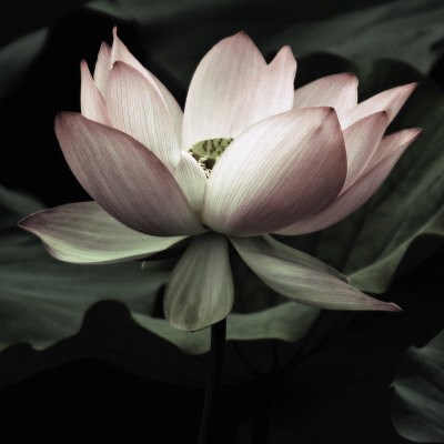 Buy The Lotus I at AllPosters.com