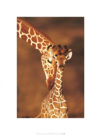 Buy Giraffes, Namibia at AllPosters.com