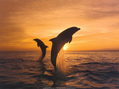 Two Dolphins
