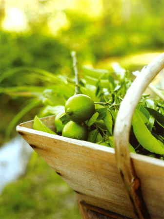 Lime