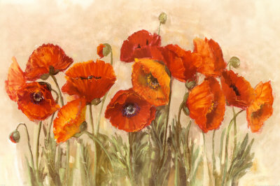 Vibrant Poppies