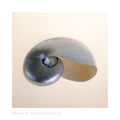 Polished Nautilus