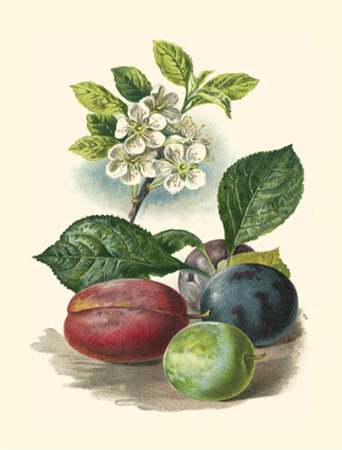Plum Blossom