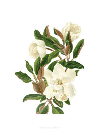 Magnolia II