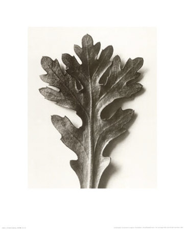 Buy Chrysanthemum Segetum, Feverfew at AllPosters.com