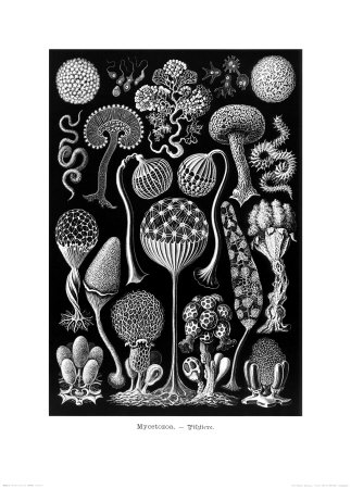 Nocturnal Fungus, Tablet 17, c.1899-1904