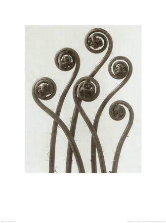 Buy Adiantum Pedatum, Hair Fern at AllPosters.com