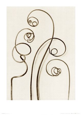 Buy Bryonia Alba, White Bryony at AllPosters.com