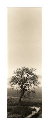 Valley Oak Tree