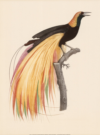 Le Grand Oiseau de Paradis Emeraude
