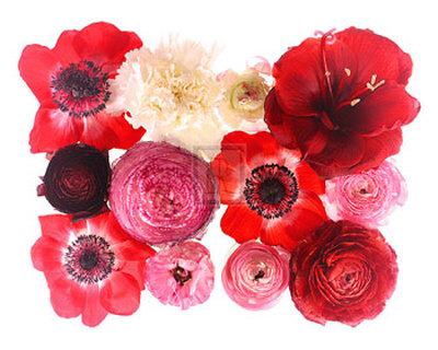 Colour Cluster II