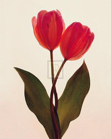 Transparent Beauty I