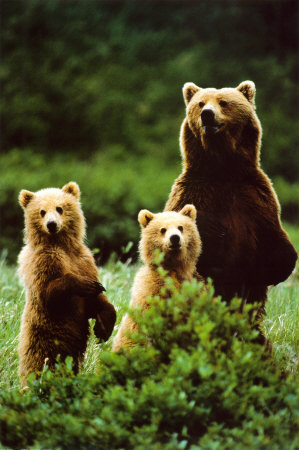 Buy Three Bears at AllPosters.com