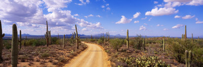 Road, Saguaro National Park, Arizona, USA